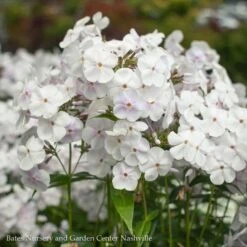 #1 Phlox Pan Fashionably Early Crystal/ White Upright Garden Native (TN)
