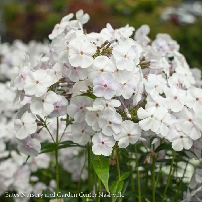 #1 Phlox Pan Fashionably Early Crystal/ White Upright Garden Native (TN) 3 #1 Phlox Pan Fashionably Early Crystal/ White Upright Garden Native (TN)