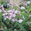 #1 Phlox Pan Jeana/ Lavender-pink Upright Garden Native (TN) 2 #1 Phlox Pan Jeana/ Lavender-pink Upright Garden Native (TN) -ANZ Trees Shop 1 phlox pan jeana lavender pink upright garden nat
