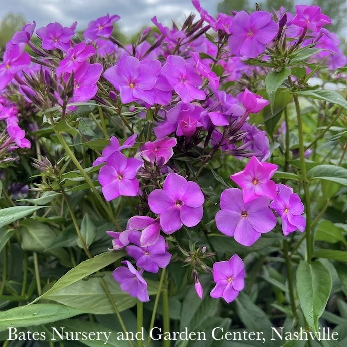 #1 Phlox X PW Cloudburst/ Tall Mounding Lavender 2 #1 Phlox X PW Cloudburst/ Tall Mounding Lavender