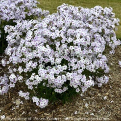 #1 Phlox X PW PP Opening Act Pink-A-Dot/ Pink Dwarf Garden