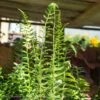 #1 Polystichum Acrostichoides AB/ Christmas Fern Native (TN) 1 #1 Polystichum Acrostichoides AB/ Christmas Fern Native (TN) -ANZ Trees Shop 1 polystichum acrostichoides ab christmas fern nat