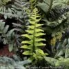 #1 Polystichum Munitum/ Western Sword Fern -ANZ Trees Shop 1 polystichum munitum western sword fern