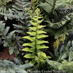 #1 Polystichum Munitum/ Western Sword Fern