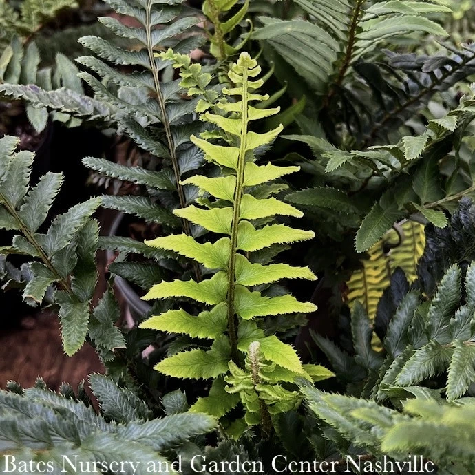 #1 Polystichum Munitum/ Western Sword Fern 3 #1 Polystichum Munitum/ Western Sword Fern