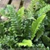 #1 Polystichum Polyblepharum/ Japanese Tassel Fern 1 #1 Polystichum Polyblepharum/ Japanese Tassel Fern -ANZ Trees Shop 1 polystichum polyblepharum japanese tassel fern