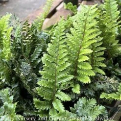 #1 Polystichum Polyblepharum/ Japanese Tassel Fern 7 #1 Polystichum Polyblepharum/ Japanese Tassel Fern -ANZ Trees Shop 1 polystichum polyblepharum japanese tassel fern 2