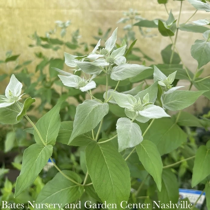 #1 Pycnanthemum Muticum AB/ Short-toothed Mountain Mint Native (TN) 4 #1 Pycnanthemum Muticum AB/ Short-toothed Mountain Mint Native (TN) - Image 2