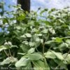 #1 Pycnanthemum Muticum AB/ Short-toothed Mountain Mint Native (TN) 2 #1 Pycnanthemum Muticum AB/ Short-toothed Mountain Mint Native (TN) -ANZ Trees Shop 1 pycnanthemum muticum ab short toothed mountain m