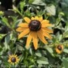 #1 Rudbeckia Ful Early Bird Gold/ Black-Eyed Susan Native (TN) -ANZ Trees Shop 1 rudbeckia ful early bird gold black eyed susan n
