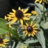 #1 Rudbeckia Ful PW Little Goldstar/ Black-Eyed Susan Native (R) -ANZ Trees Shop 1 rudbeckia ful pw little goldstar black eyed susa