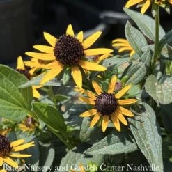 #1 Rudbeckia Ful PW Little Goldstar/ Black-Eyed Susan Native (R)