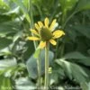 #1 Rudbeckia Maxima/ Giant Coneflower Native (R) -ANZ Trees Shop 1 rudbeckia maxima giant coneflower native r