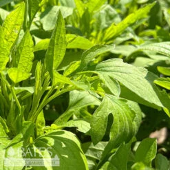 #1 Rudbeckia Subtomentosa/ Sweet Coneflower Native (TN)