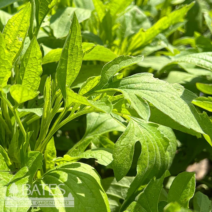 #1 Rudbeckia Subtomentosa/ Sweet Coneflower Native (TN) 3 #1 Rudbeckia Subtomentosa/ Sweet Coneflower Native (TN)