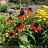 #1 Rudbeckia Tril AB Prairie Glow/ Brown Eyed Susan Native (TN) 1 #1 Rudbeckia Tril AB Prairie Glow/ Brown Eyed Susan Native (TN) -ANZ Trees Shop 1 rudbeckia tril ab prairie glow brown eyed susan