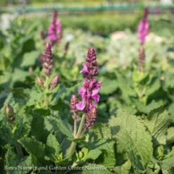 #1 Salvia Nem Rose Marvel/ Meadow Sage -ANZ Trees Shop 1 salvia nem rose marvel meadow sage 1