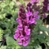 #1 Salvia Nem Rose Marvel/ Meadow Sage -ANZ Trees Shop 1 salvia nem rose marvel meadow sage