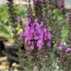 #1 Salvia Nemorosa Apex Pink/Meadow Sage 1 #1 Salvia Nemorosa Apex Pink/Meadow Sage -ANZ Trees Shop 1 salvia nemorosa apex pink meadow sage