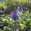 #1 Salvia Nemorosa Blue Marvel/Sage 1 #1 Salvia Nemorosa Blue Marvel/Sage -ANZ Trees Shop 1 salvia nemorosa blue marvel sage