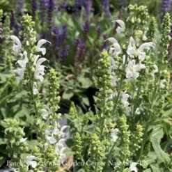 #1 Salvia Nemorosa PW Proven Pollinators 'White Profusion'/ Meadow Sage 5 #1 Salvia Nemorosa PW Proven Pollinators 'White Profusion'/ Meadow Sage -ANZ Trees Shop 1 salvia nemorosa pw proven pollinators white prof 1