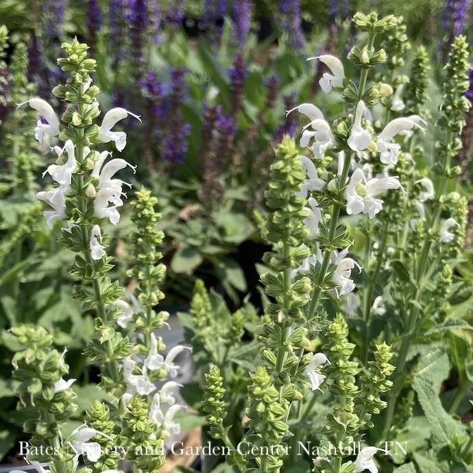 #1 Salvia Nemorosa PW Proven Pollinators 'White Profusion'/ Meadow Sage 4 #1 Salvia Nemorosa PW Proven Pollinators 'White Profusion'/ Meadow Sage - Image 2