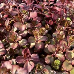 #1 Sedum Spurium Bronze Carpet/ Stonecrop -ANZ Trees Shop 1 sedum spurium bronze carpet stonecrop 1