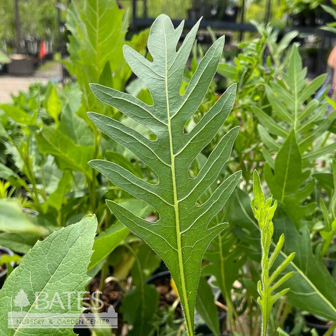 #1 Silphium Laciniatum/ Compass Plant Native (TN) 3 #1 Silphium Laciniatum/ Compass Plant Native (TN)