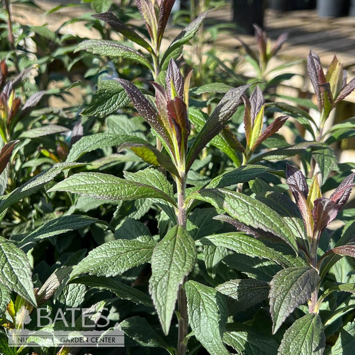 #1 Solidago Rugosa Fireworks/ Goldenrod Native (TN) 3 #1 Solidago Rugosa Fireworks/ Goldenrod Native (TN)