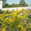 #1 Solidago Shortii Solar Cascade/ Goldenrod Native (R) 1 #1 Solidago Shortii Solar Cascade/ Goldenrod Native (R) -ANZ Trees Shop 1 solidago shortii solar cascade goldenrod native
