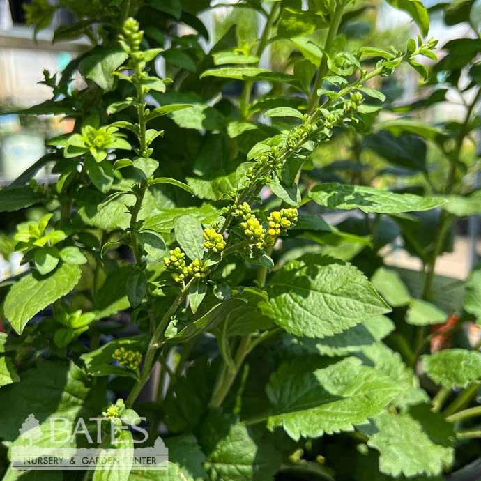 #1 Solidago Sphacelata AB Golden Fleece/ Goldenrod Native (TN) 3 #1 Solidago Sphacelata AB Golden Fleece/ Goldenrod Native (TN)