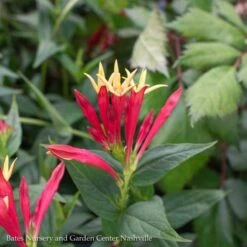#1 Spigelia Mar AB Little Redhead/ Indian Pink Native (TN) -ANZ Trees Shop 1 spigelia mar ab little redhead indian pink nativ 1