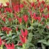 #1 Spigelia Mar AB Little Redhead/ Indian Pink Native (TN) -ANZ Trees Shop 1 spigelia mar ab little redhead indian pink nativ