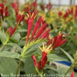 #1 Spigelia Mar AB Little Redhead/ Indian Pink Native (TN) -ANZ Trees Shop 1 spigelia mar ab little redhead indian pink nativ 2