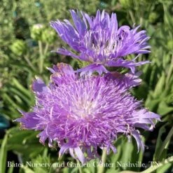 #1 Stokesia Laevis Peachie's Pick/ Stokes' Aster Native (R) -ANZ Trees Shop 1 stokesia laevis peachies pick stokes aster nativ 1