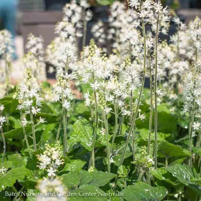 #1 Tiarella Cord Brandywine AB/ Foam Flower Native (TN) 3 #1 Tiarella Cord Brandywine AB/ Foam Flower Native (TN)