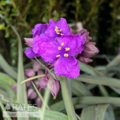 #1 Tradescantiaandersoniana Brainstorm/ Spiderwort