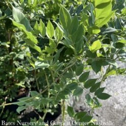 #1 Wisteria Macro Blue Moon/ Kentucky Native (TN)