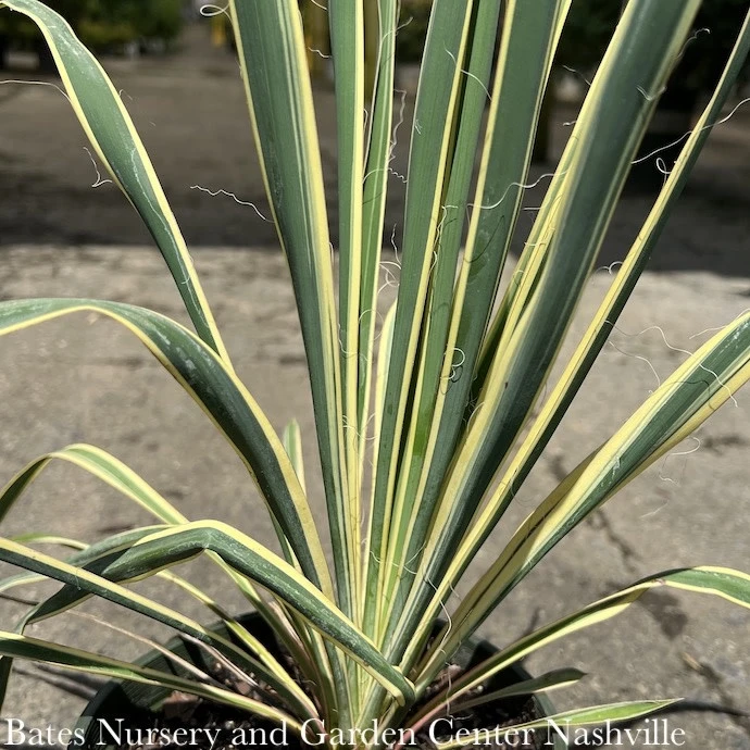 #1 Yucca Fil Bright Edge/ Variegated Native (TN) 3 #1 Yucca Fil Bright Edge/ Variegated Native (TN)