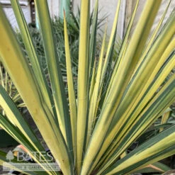 #1 Yucca Fil Color Guard/ Variegated Yellow Native (TN) 7 #1 Yucca Fil Color Guard/ Variegated Yellow Native (TN) -ANZ Trees Shop 1 yucca fil color guard variegated yellow native t 2