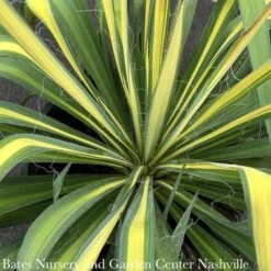 #1 Yucca Fil Golden Sword/ Variegated Native (TN)