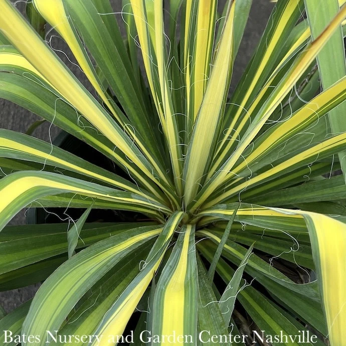 #1 Yucca Fil Golden Sword/ Variegated Native (TN) 3 #1 Yucca Fil Golden Sword/ Variegated Native (TN)