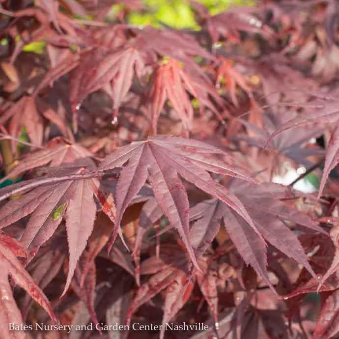 #15 Acer Pal Bloodgood/ Red Upright Japanese Maple 3 #15 Acer Pal Bloodgood/ Red Upright Japanese Maple