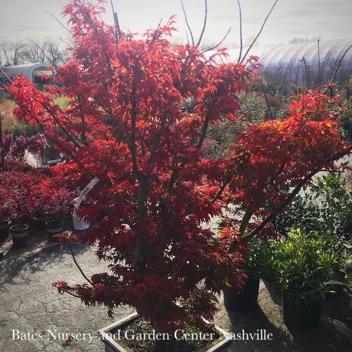 #15 Acer Pal Ojishi/ Upright Green Male Lion’s Head Japanese Maple 3 #15 Acer Pal Ojishi/ Upright Green Male Lion’s Head Japanese Maple