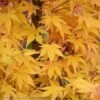 #15 Acer Pal Sango Kaku/ Upright Coral Bark JapaneseMaple -ANZ Trees Shop 15 acer pal sango kaku upright coral bark japanese