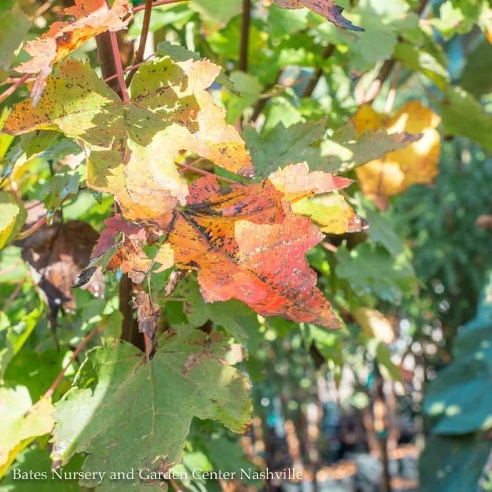#15 Acer Rub Brandywine/ Red Maple Native (TN) 4 #15 Acer Rub Brandywine/ Red Maple Native (TN) - Image 2