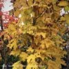 #15 Acer Sacc Fall Fiesta/ Sugar Maple Native (TN) -ANZ Trees Shop 15 acer sacc fall fiesta sugar maple native tn