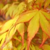 #15 BOX Acer Pal Katsura/ Yellow-Green Upright Japanese Maple -ANZ Trees Shop 15 box acer pal katsura yellow green upright japan
