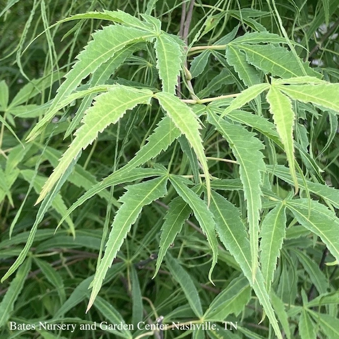 #15 BOX Acer Pal Koto-no-ito/ Dwarf Green Harp String Threadleaf Japanese Maple 3 #15 BOX Acer Pal Koto-no-ito/ Dwarf Green Harp String Threadleaf Japanese Maple