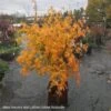#15 BOX Acer Pal Omure Yama/ Upright Cascading Green Japanese Maple -ANZ Trees Shop 15 box acer pal omure yama upright cascading green